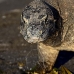 dragon_komodo_hsb_rinca_v_1145_kom2924.jpg